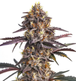 1764246862984.png 1764246862984.png