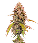 1764428472087.png 1764428472087.png