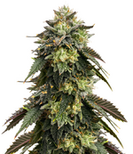 1764428518931.png 1764428518931.png