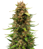 1764665249698.png 1764665249698.png