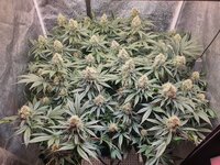 20251203_215411.jpg 20251203_215411.jpg