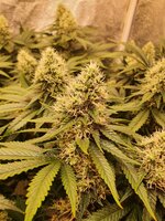 20251203_215441.jpg 20251203_215441.jpg