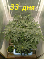 33 дн (1).jpg
