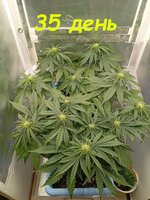 35 дн (1).jpg