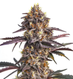 1765204984628.png 1765204984628.png