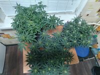 IMG_20251208_181444.jpg IMG_20251208_181444.jpg