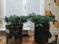 IMG_20251208_191104.jpg IMG_20251208_191104.jpg