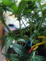 IMG_20251208_185222.jpg IMG_20251208_185222.jpg