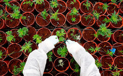 chto-takoe-fertigaciya__M6Nzd2S4s4KXdIfL.jpg chto-takoe-fertigaciya__M6Nzd2S4s4KXdIfL.jpg