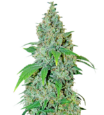 1765283677446.png 1765283677446.png