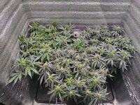 IMG_20251209_145947.jpg IMG_20251209_145947.jpg