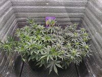 IMG_20251210_140313.jpg IMG_20251210_140313.jpg