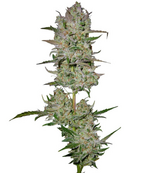 1765619996055.png 1765619996055.png