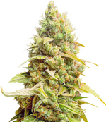 1765620038891.png 1765620038891.png