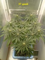 37 дн (1).jpg