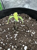 IMG_4640.jpeg IMG_4640.jpeg