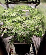 Day 45 (16.12).jpg.jpg Day 45 (16.12).jpg.jpg