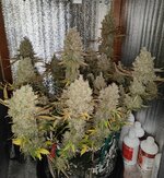 DAY 136b.jpg DAY 136b.jpg