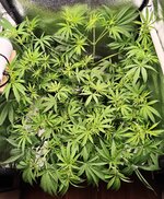 Day 46 (18.12).jpg Day 46 (18.12).jpg