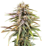 1766215681466.png 1766215681466.png