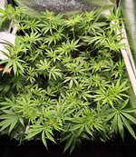 Day 48 (20.12).jpg Day 48 (20.12).jpg