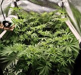 Day 48 (20.12) (2).jpg Day 48 (20.12) (2).jpg