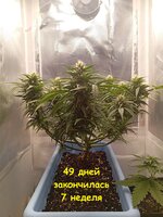 49 дн_7 нд (2).jpg