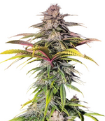 1766395803111.png 1766395803111.png