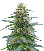 1766395907865.png 1766395907865.png