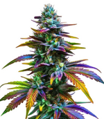 1766396101385.png 1766396101385.png