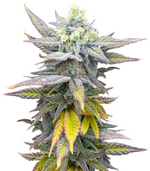 1766396212121.png 1766396212121.png