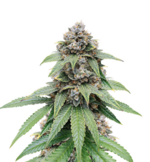 1766508865373.png 1766508865373.png