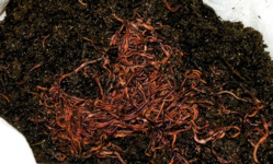 1766508924930.png 1766508924930.png