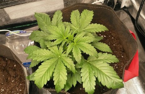 IMG_20220520_175609_038.jpg IMG_20220520_175609_038.jpg