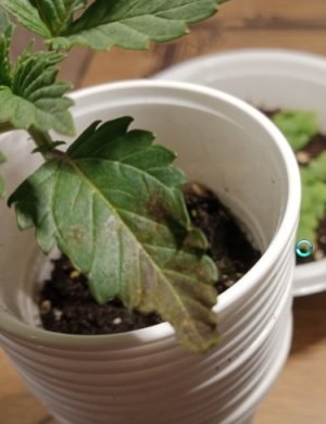 Скриншот 20-05-2022 233009.jpg