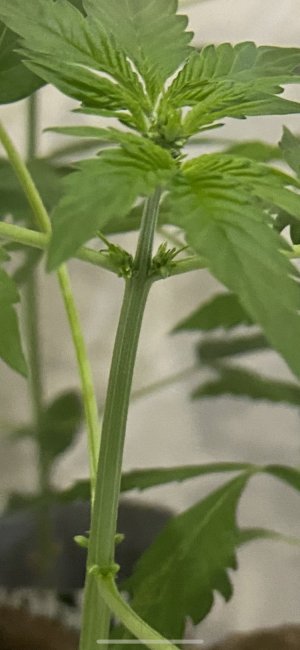 Petuh2.jpeg Petuh2.jpeg