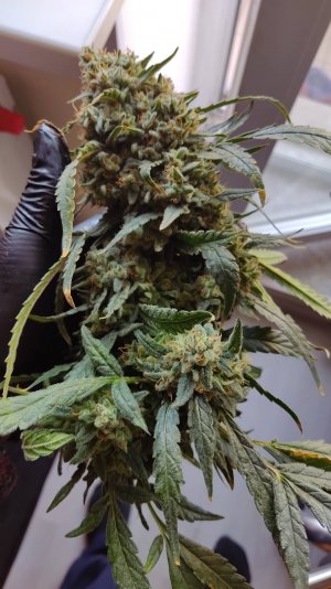 IMG_20220523_101616.jpg IMG_20220523_101616.jpg