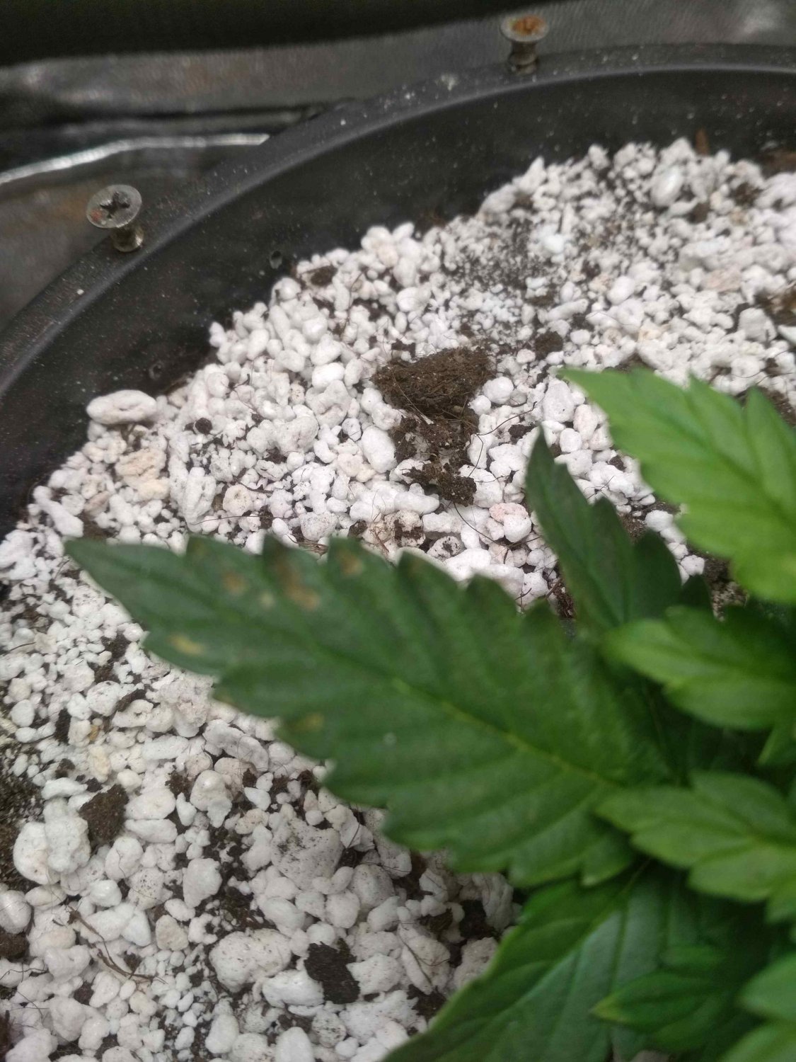 IMG_20220525_033116.jpg IMG_20220525_033116.jpg