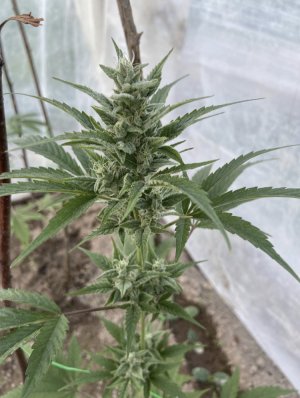 25.05.22 2.jpeg 25.05.22 2.jpeg