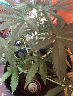 03F724FA-0B8C-45C5-8BE1-6277D50B330F.jpg 03F724FA-0B8C-45C5-8BE1-6277D50B330F.jpg