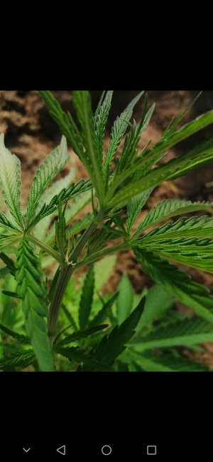 Screenshot_20220530_085837_com.android.gallery3d.jpg Screenshot_20220530_085837_com.android.gallery3d.jpg