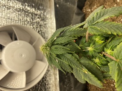 98CEFE1A-343D-4A9C-8B19-59A4CB5C2673.jpeg 98CEFE1A-343D-4A9C-8B19-59A4CB5C2673.jpeg