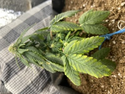 A09D8EBD-18DD-4727-AA4D-5CCA4B17D8D0.jpeg A09D8EBD-18DD-4727-AA4D-5CCA4B17D8D0.jpeg