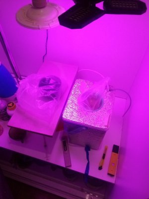 IMG_20220601_145747_320_copy_600x800.jpg IMG_20220601_145747_320_copy_600x800.jpg