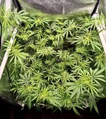 Day 52 (24.12).jpg Day 52 (24.12).jpg