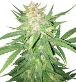 1766828590777.png 1766828590777.png