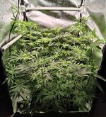 Day 56 (28.12) (2).jpg Day 56 (28.12) (2).jpg