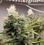 91 (2).jpg 91 (2).jpg