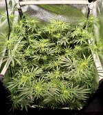 Day 58 (30.12).jpg Day 58 (30.12).jpg