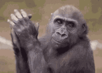 monkey-clap-h3appy.gif monkey-clap-h3appy.gif